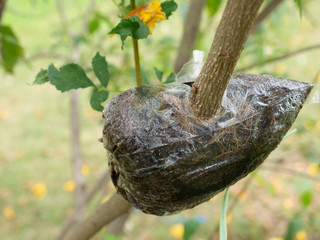 Grafting the branch of tree plants for plants propagation in the Flower garden