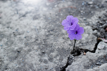  Purple  flower on crack street background.