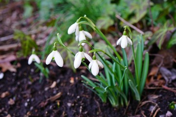 Tiny snowdrop galanthus flowers in bloom emerge through the ground in spring