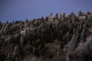 Snow Clings to Pines in the Smokies