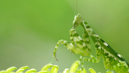 mantis on the leaves