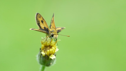 small butterfly on the flower