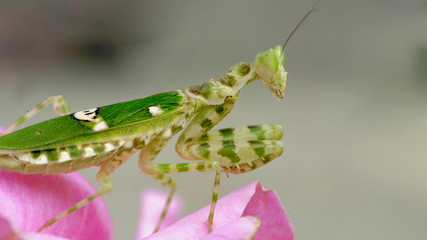 mantis on the leaves