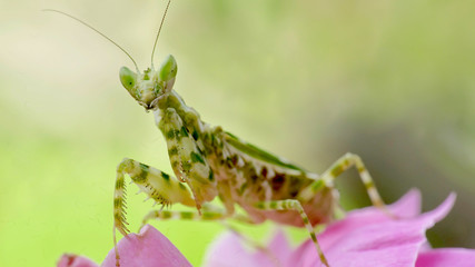 mantis on the leaves