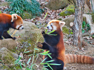 レッサーパンダが立って草をパクパク1