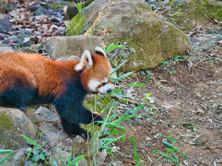 レッサーパンダが草をパクパク9
