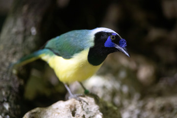 Chara verde - Cyanocorax yncas