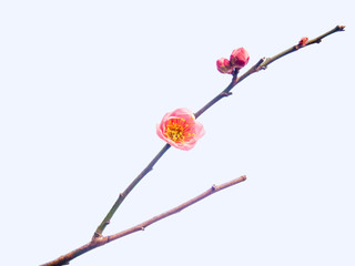 一輪だけ咲いた梅