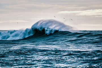 Wind Wave and the seagulls