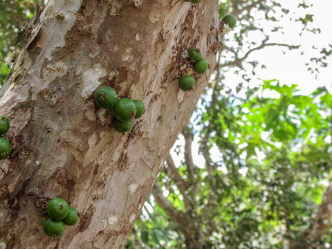 Jabuticaba, Cambuc&aacute;
