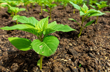 Sprout, young plants, small plants preparing to grow in bigger plot in a farm, on a brown soil.