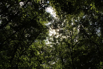 Obraz premium looking through the forest