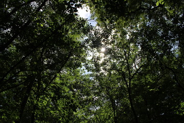 looking through the forest