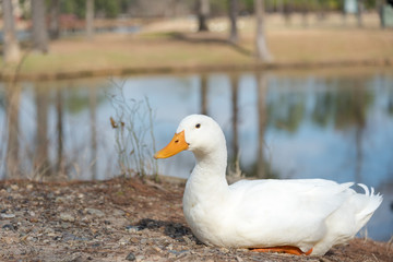 White Duck by Pond Winter Portrait