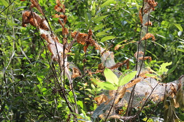 Obraz premium dead leaves on tree