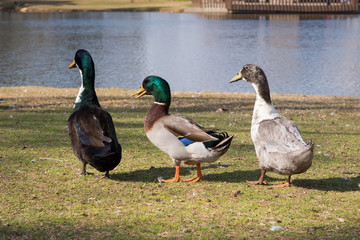 Trio of Ducks Walking by Pond