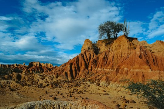 Beautiful scenery of the Tatacoa Desert, Colombia with exotic wild plants on the red rocks