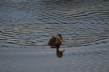 a swimming duck