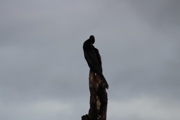 a anhinga grooming right before a storm