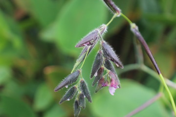 a blooming lavender flower