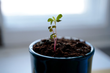 jeune pousse de plante