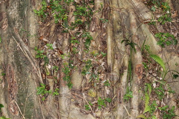 ficus tree roots