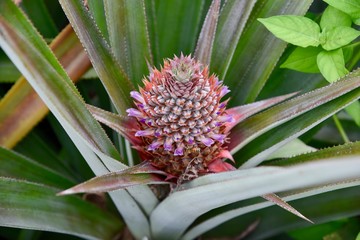 Obraz premium Flowering pineapple plant with a young pineapple forming on an organic farm in French Polynesia.