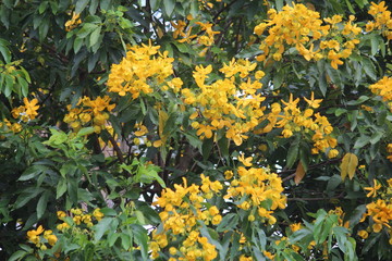 beautiful yellow flowers