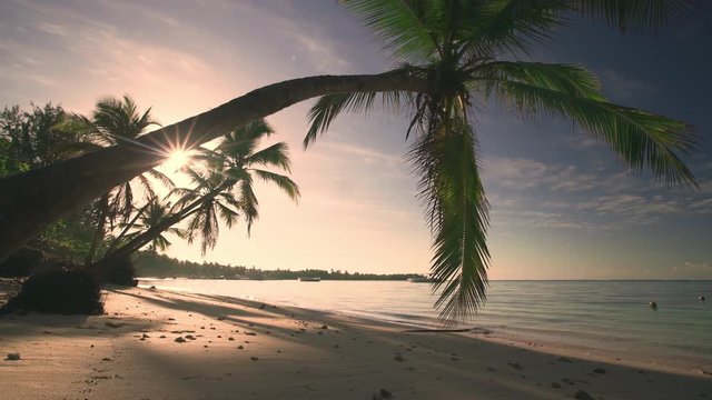 Palm tree and tropical island beach, sunrise shot in Punta Cana, Dominican Republic