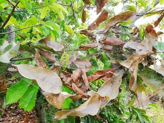 spider web in fruit trees