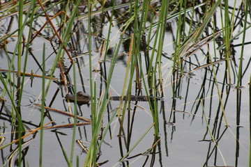 Obraz premium baby gator resting in the swamp