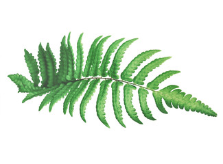 Tropical green fern leaves on white isolate