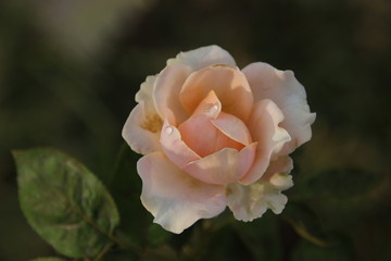 Beautiful yellow rose in the garden, blurred background