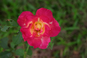 Fototapeta premium Beautiful pink rose in the garden, blurred background