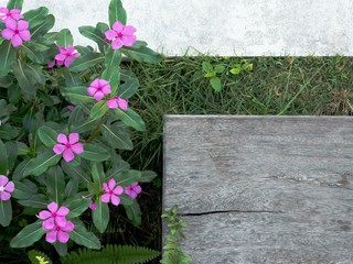 Side walk garden with bush of Indian Periwinkle blooming on ground and corner of old wooden stair step, Top view close up image.