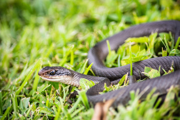 Black racer snake in the grass, ready to strike.