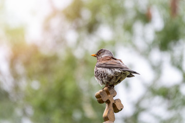Fieldfare, Turdus pilaris, sitting on a wooden cross on a blurred background close-up