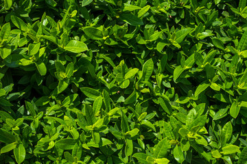 Fototapeta na wymiar green leafs background and light outdoor.