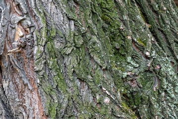 Relief texture of the bark of an old poplar with moss