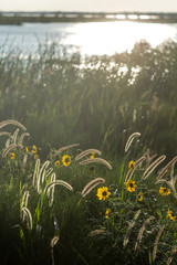 Summer at Texas gulf coast