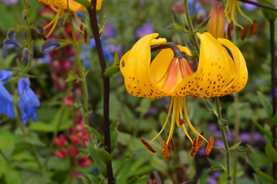 Flower close up