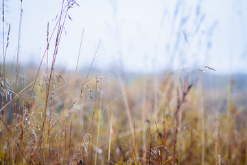 Grass on the field. Selective focus. Shallow depth of field.