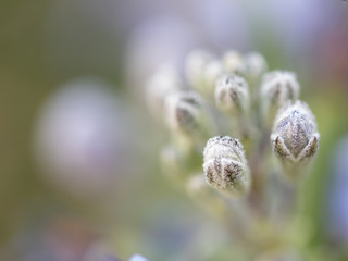 Close up of new spring flower buds on a rosemary plant.