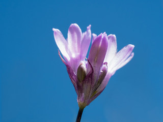 Delicate purple desert hyacinth blooming against a brilliant blue sky in Red Rock Canyon, Nevada.