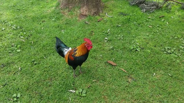 Colorful rooster crowing cock-a-doodle-doo to wake everyone up in the morning