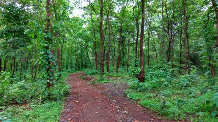 path in the forest