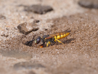 Beewolf Wasp Digging its burrow.
