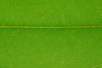 A close up of green leaves