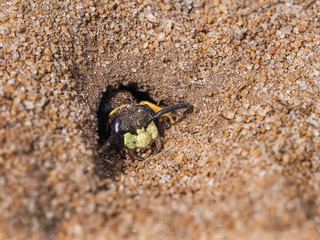 Beewolf Philanthus at burrow entrance no 1