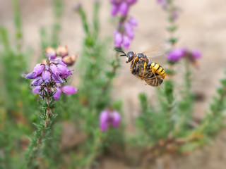 Beewolf Philanthus flying in with a Honey Bee prey no 2